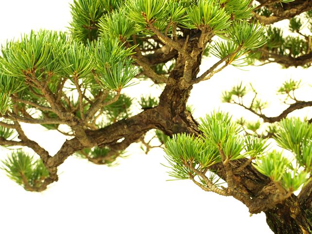 五葉松盆栽 双幹 No.a7-6 | 五葉松 専門盆栽園 松風園(しょうふうえん