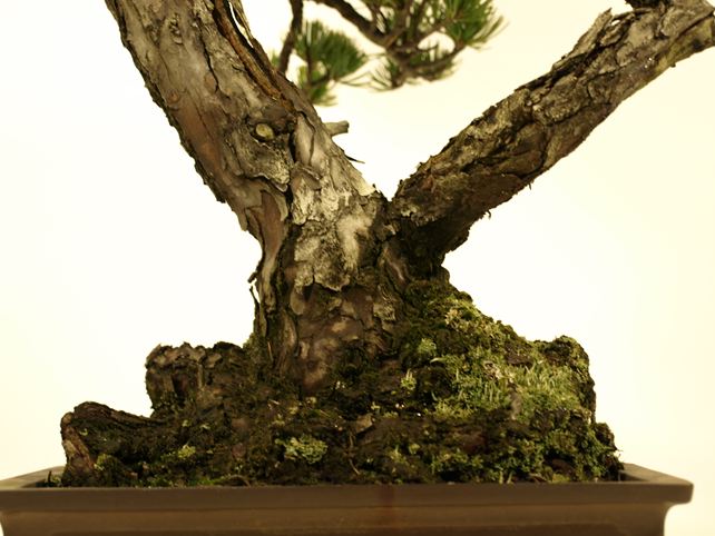 五葉松盆栽 双幹 No.a8-29 | 五葉松 専門盆栽園 松風園(しょうふうえん