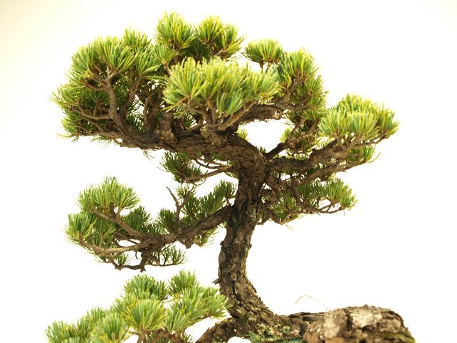 五葉松盆栽 懸崖 No.a8-3 | 五葉松 専門盆栽園 松風園(しょうふうえん