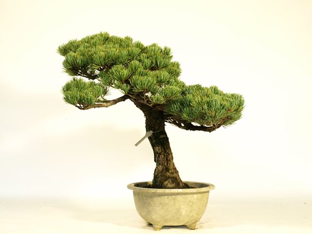 五葉松盆栽 模様木 No.a9-15 | 五葉松 専門盆栽園 松風園(しょうふう