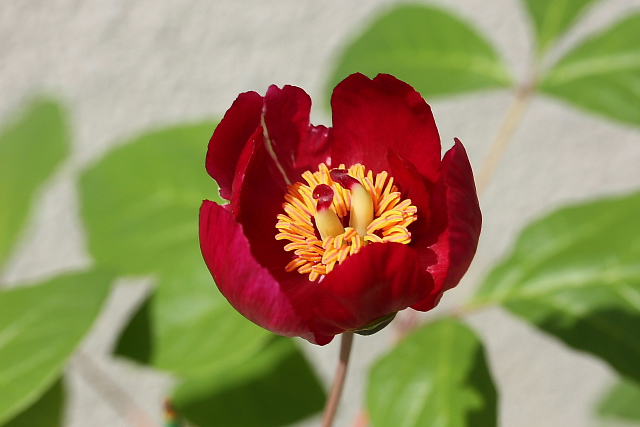 ベニバナヤマシャクヤク 栗駒紅姫