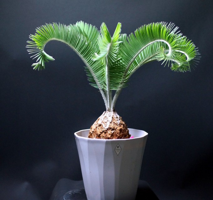 CYCAS | 商品カテゴリー |ワンダープランツジャパン