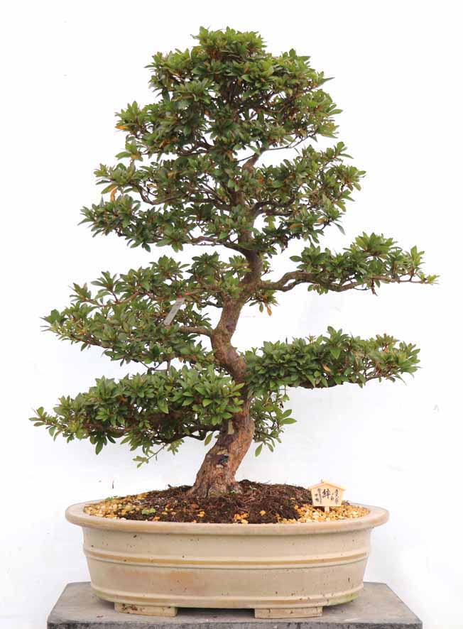 10cm以上 20cm未満 : ヤマカ園芸, 皐月販売