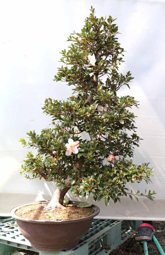 特角鉢（プラ） : ヤマカ園芸, 皐月販売