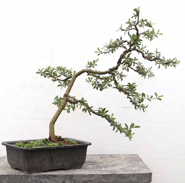 幹周 7cm未満 : ヤマカ園芸, 皐月販売