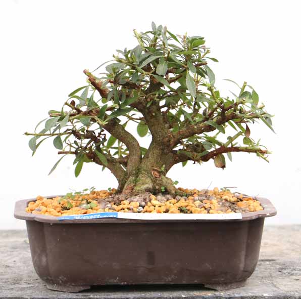 10cm以上 20cm未満 : ヤマカ園芸, 皐月販売