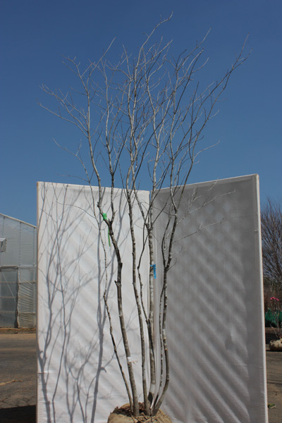 山採り天然木 アオダモ 株立 2015/3/19 | 八進緑産株式会社