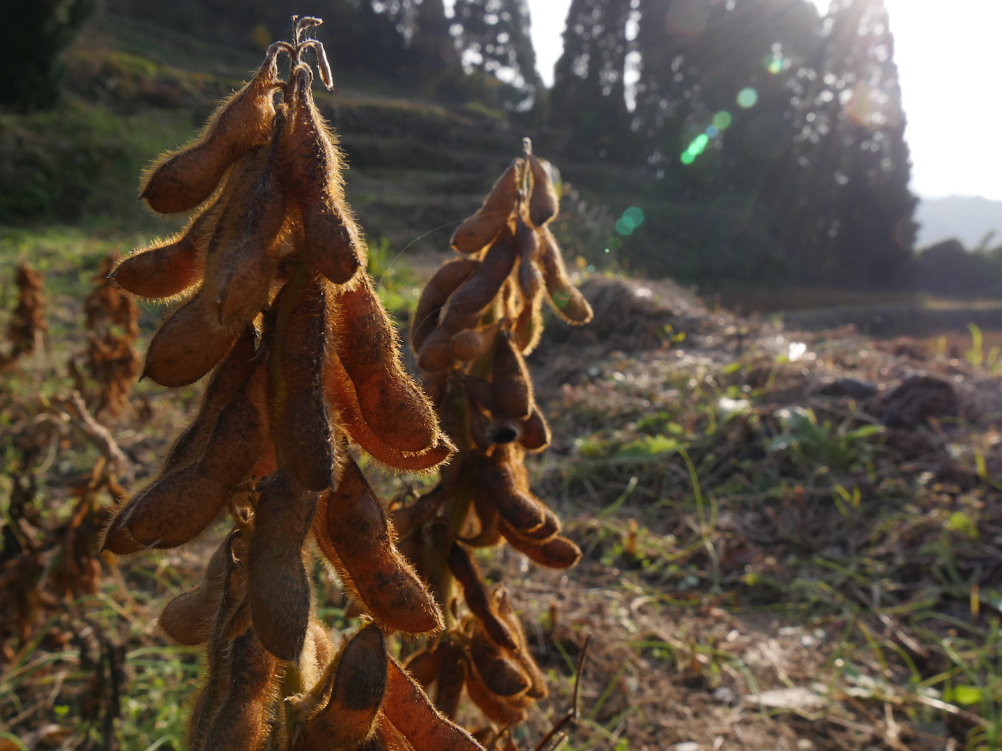 八天狗 | お知らせ | 【8月5日青山ファーマーズマーケット出店】ここで