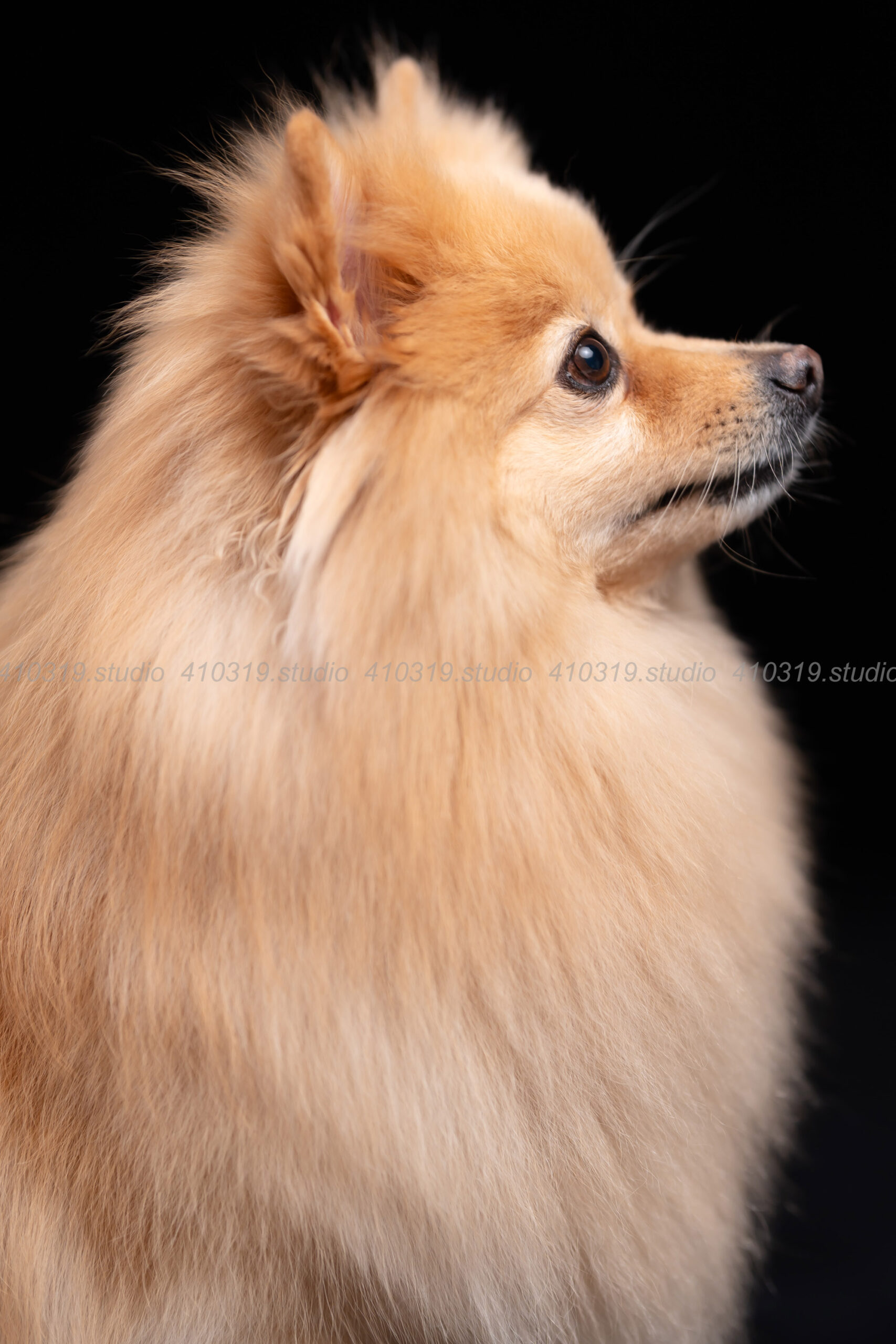 撮影サンプル20251129 | ふぉとさいく 410319.studio