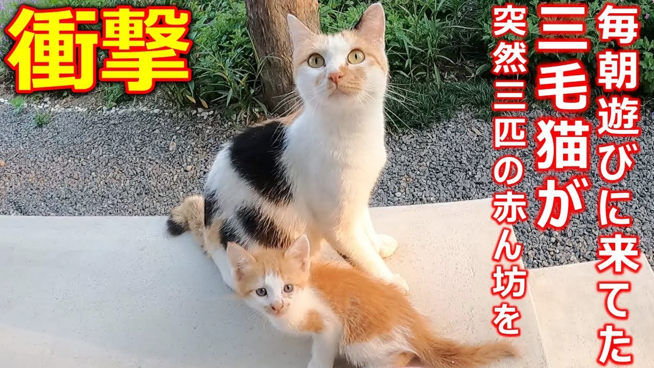 三毛猫♡仲良しひよこ♡コタツ大好き 【公式通販】