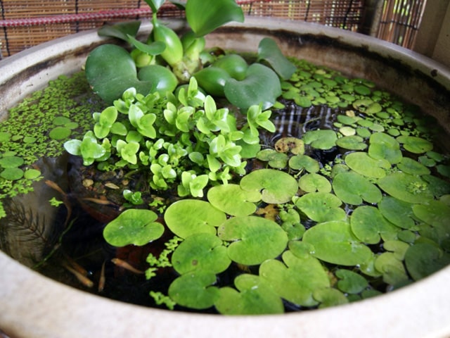 メダカ飼育容器おすすめ10選｜水槽・鉢などタイプ別にご紹介します