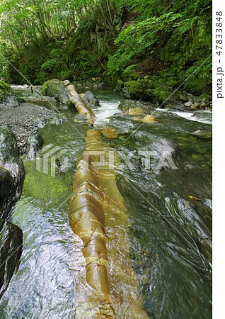 信州 辰野町 横川渓谷の蛇石（じゃいし） 世界に類例がない貫入岩脈 国