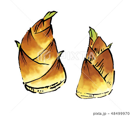 筍 竹の子 たけのこ イラストのイラスト素材 [48499970] - PIXTA