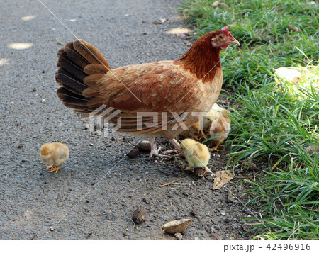 雌鶏とひよこたち。2018/4/24の写真素材 [42496916] - PIXTA