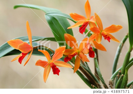 カトレア ジニーチャンピオン オレンジ花の写真素材 [43897571] - PIXTA