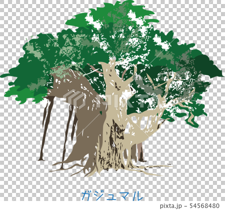 南国奄美の木ガジュマルのイラスト素材 [54568480] - PIXTA