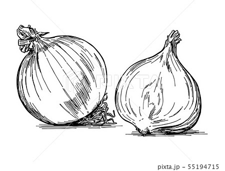 手描きイラスト素材：野菜、玉ねぎのイラスト素材 [55194715] - PIXTA