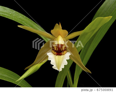 洋蘭原種Coelogyne lawrenceanaの花の写真素材 [67500891] - PIXTA