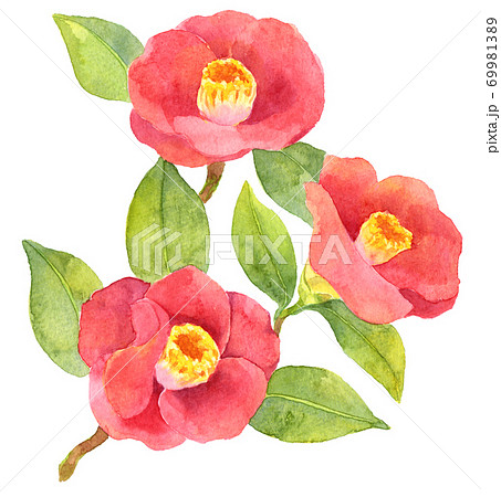 水彩3つの椿の花のイラスト素材 [69981389] - PIXTA