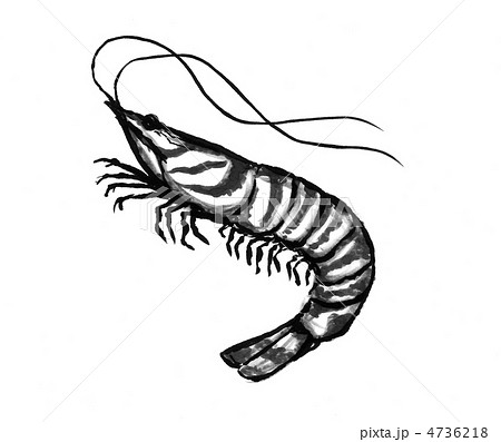 車海老のイラスト素材 [4736218] - PIXTA