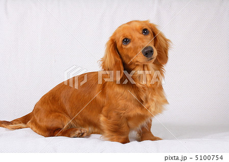 お座りポーズのミニチュアダックスの写真素材 [5100754] - PIXTA