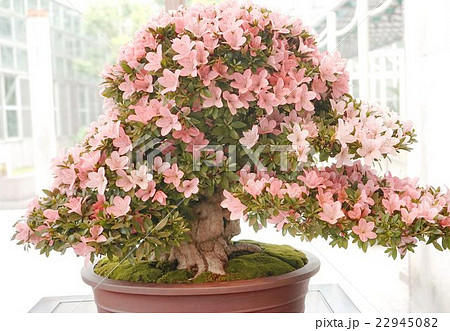 サツキ盆栽 日光の写真素材 [22945082] - PIXTA