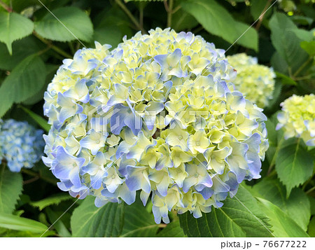青から黄緑のグラデーションがきれいな紫陽花の花の写真素材 [76677222