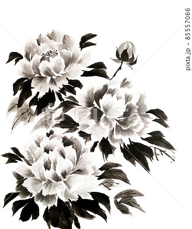 牡丹の手描き墨絵 水墨画のイラスト素材 [85557066] - PIXTA