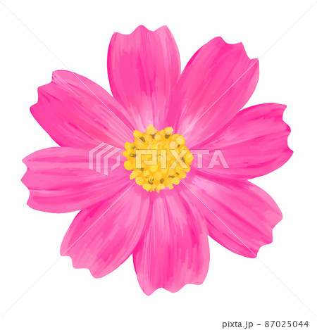 ピンクのコスモスの花のイラストのイラスト素材 [87025044] - PIXTA