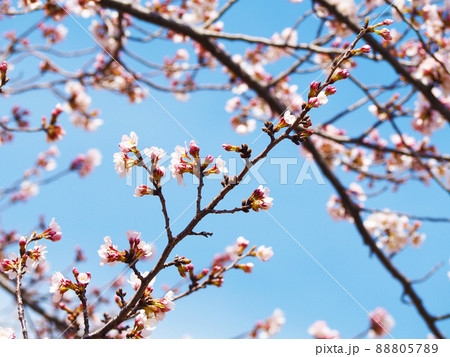 つぼみのある桜の枝の写真素材 [88805789] - PIXTA