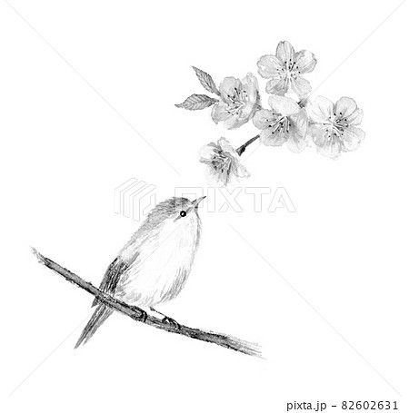 ウグイスと桜のモノクロイラスト 水墨画風のイラスト素材 [82602631