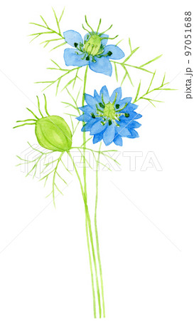 青いニゲラの花の水彩画のイラスト素材 [97051688] - PIXTA