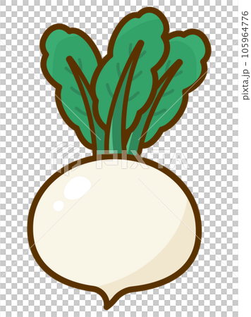 秋冬野菜、カブのイラスト素材のイラスト素材 [105964776] - PIXTA