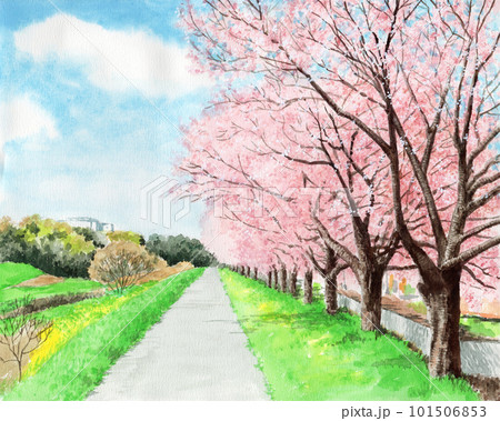 アナログ水彩風景画土手の桜並木のイラスト素材 [101506853] - PIXTA