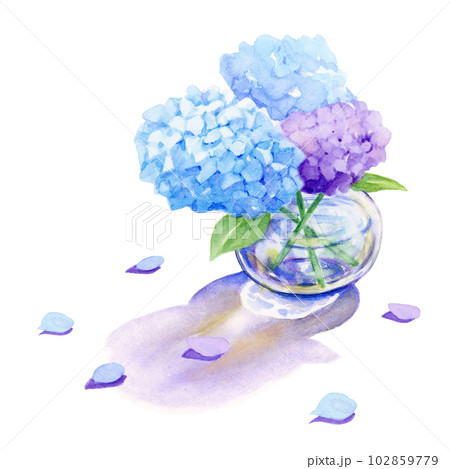 紫陽花の季節【手描き水彩画】のイラスト素材 [102859779] - PIXTA
