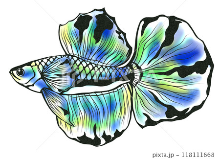 優雅に泳ぐ熱帯魚ベタの切り絵イラストのイラスト素材 [118111668] - PIXTA
