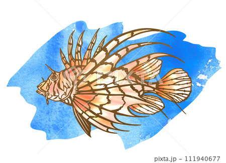 水中を泳ぐミノカサゴのイラストのイラスト素材 [111940677] - PIXTA