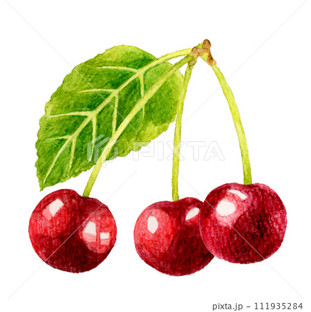 葉っぱ付きのアメリカンチェリー（さくらんぼ） フルーツの手描き水彩