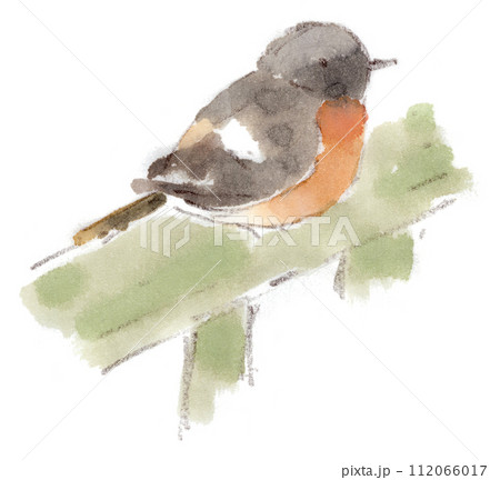 冬の野鳥、ジョウビタキのオスの水彩画イラストのイラスト素材