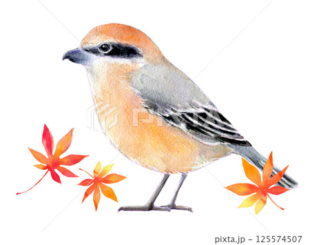 水彩イラスト 秋イメージ 百舌鳥ともみじのイラスト素材 [125574507