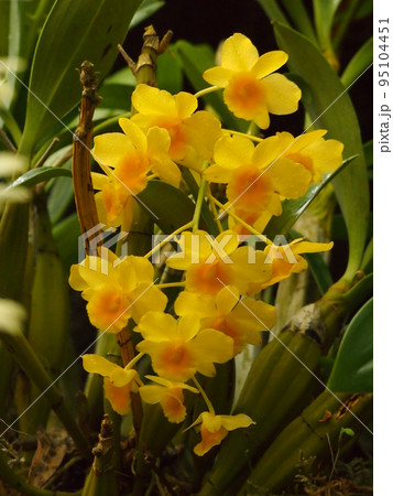 洋蘭原種の写真素材 - PIXTA