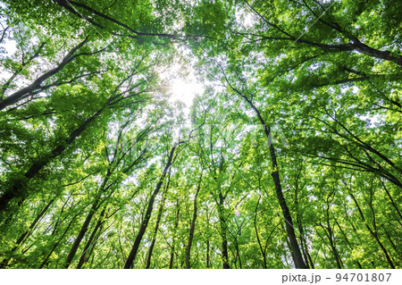 木 逆光 木漏れ日の写真素材 - PIXTA