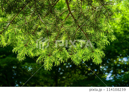 もみの木の新芽の写真素材 - PIXTA