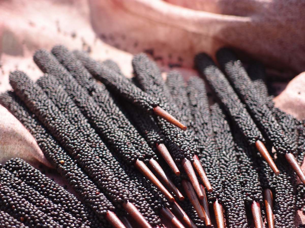 P4250243 | 津軽塗たなか オンラインストア