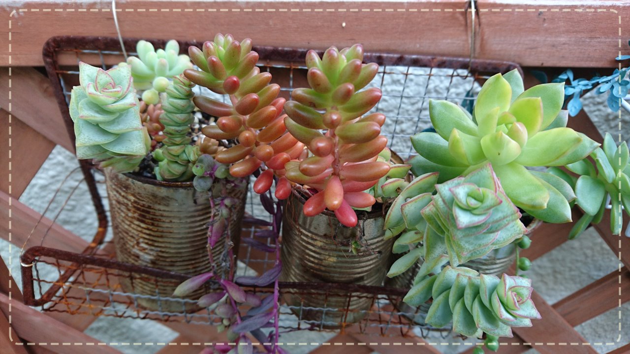 多肉初心者が育てやすい『虹の玉』をもっと上手に育てる方法｜東京多肉