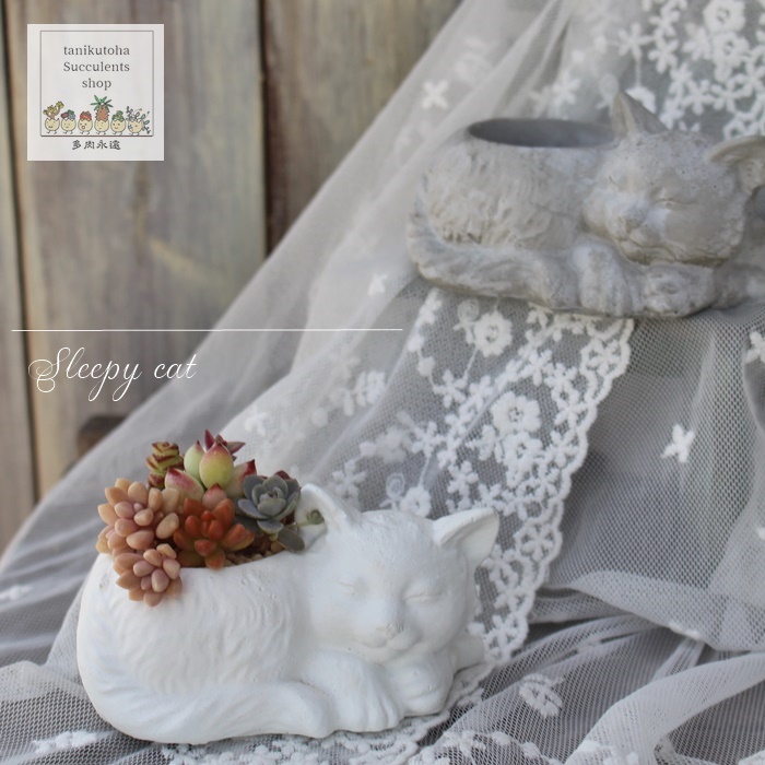 眠り猫鉢,白陶器,雑貨の販売,多肉植物と雑貨販売,多肉植物の陶器鉢販売