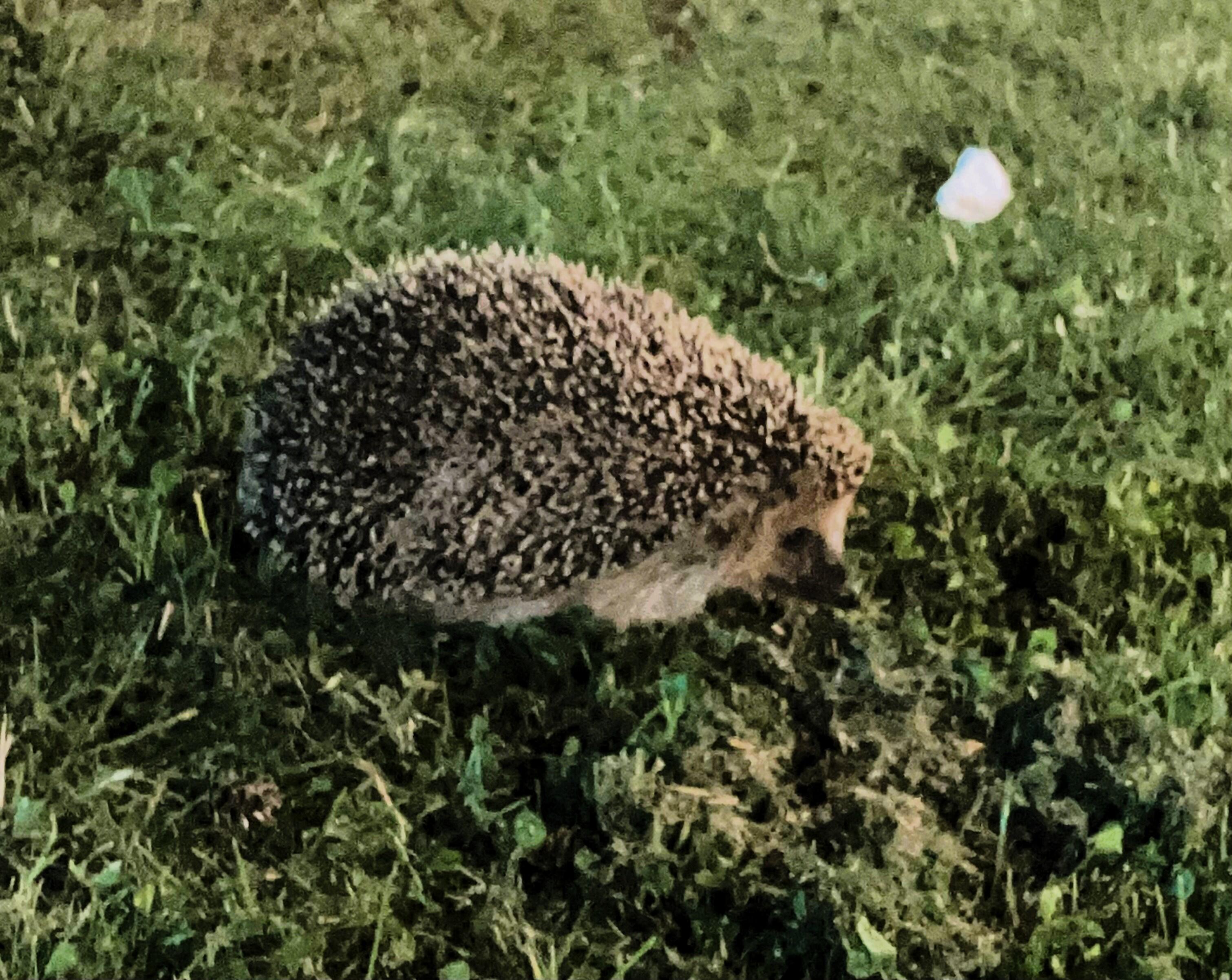 スウェーデンの夏、豊かな自然、北欧ならではの暮らしを紹介！ | たび