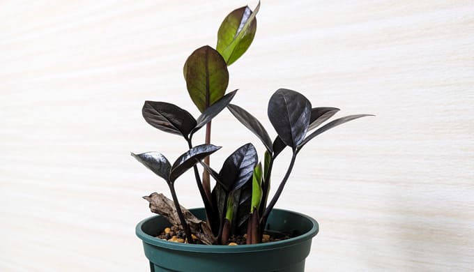 ザミオクルカス レイヴンの葉挿し方法と成長記録【2025年6月更新