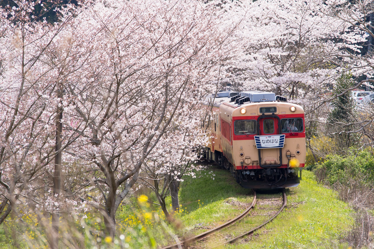 桜と菜の花を楽しむいすみ鉄道と小湊鐵道、定番スポットで定番カットを
