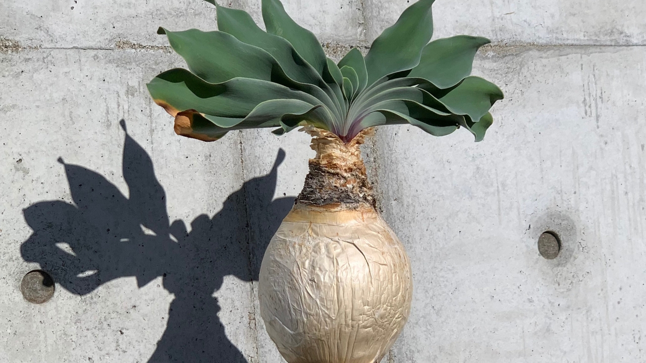 ブーファン・ハエマンソイデス（Boophane haemanthoides）～南アフリカ